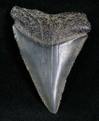 Fossil Great White Shark Tooth - #7301